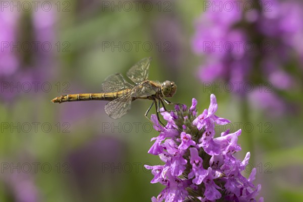 Common darter dragonfly (Sympetrum striolatum) adult female insect resting on a garden pink plant flowers in summer, England, United Kingdom
