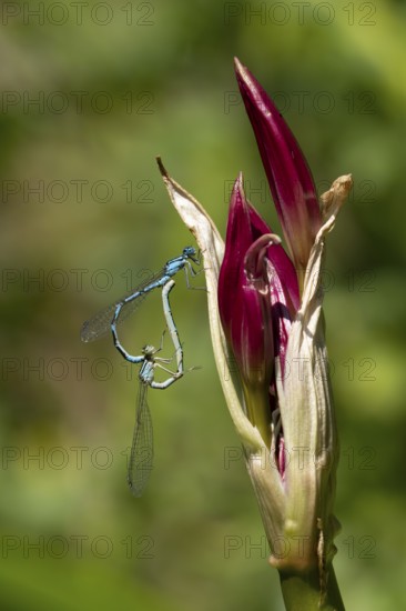 Common blue damselfly (Enallagma cyathigerum) two adult insects mating on a garden lily flower in summer, England, United Kingdom