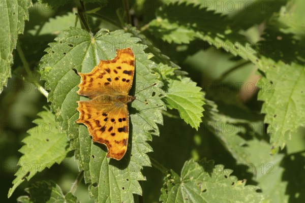 Comma butterfly (Polygonia c-album) adult insect resting on stinging nettle plant leaves in summer, England, United Kingdom
