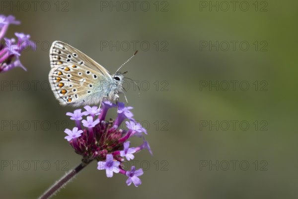 Common blue butterfly (Polyommatus icarus) adult insect on purple garden Verbena bonariensis flowers in summer, England, United Kingdom