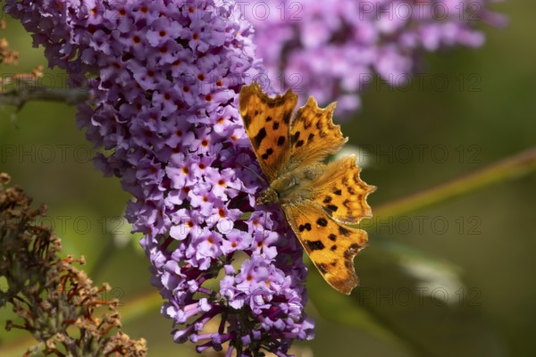 Comma butterfly (Polygonia c-album) adult insect feeding on garden purple Buddleja or Buddleia plant flowers in summer, England, United Kingdom