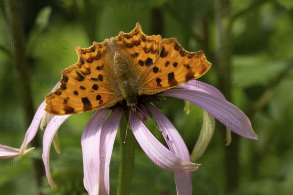 Comma butterfly (Polygonia c-album) adult insect feeding on garden purple Coneflower (Echinacea purpurea) plant flowers in summer, England, United Kingdom