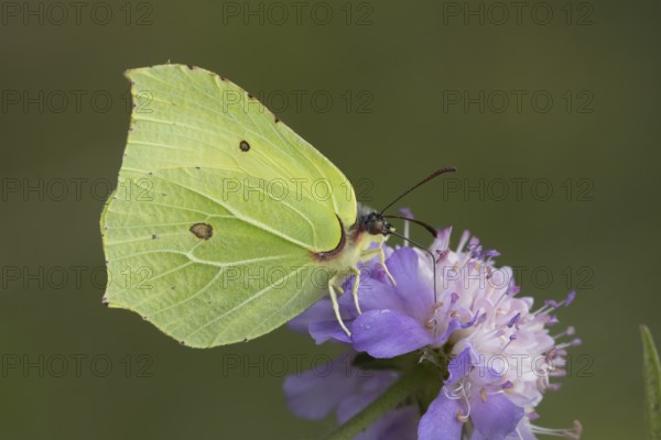 Brimstone butterfly (Gonepteryx rhamni) adult insect feeding on Field scabious plant flowers in summer, England, United Kingdom