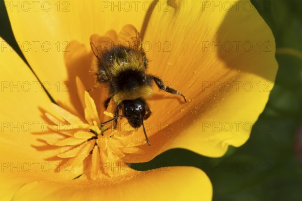 Buff tailed bumblebee (Bombus terrestris) adult bee insect feeding garden on yellow Californian poppy flowers in summer, England, United Kingdom