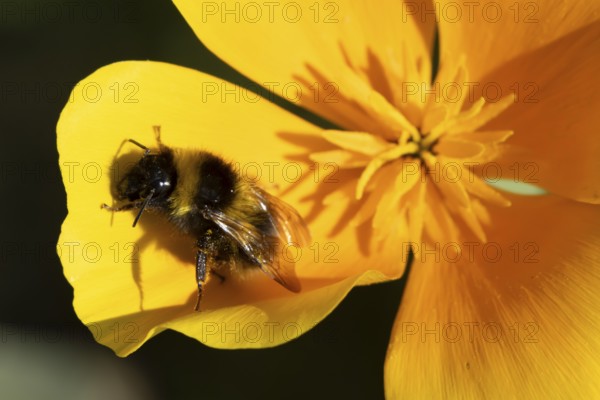 Buff tailed bumblebee (Bombus terrestris) adult bee insect on garden yellow Californian poppy flowers in summer, England, United Kingdom