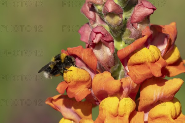 Buff tailed bumblebee (Bombus terrestris) adult bee insect feeding on garden Snapdragon (Antirrhinum majus) flowers in summer, England, United Kingdom