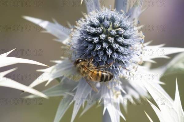 European honey bee (Apis mellifera) adult insect feeding on Sea holly flowers in summer, England, United Kingdom