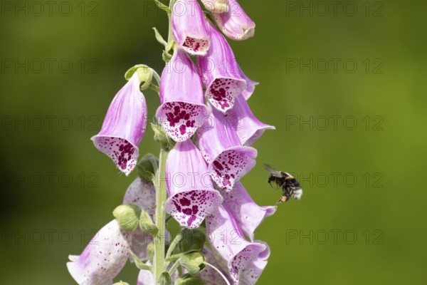 Buff tailed bumblebee (Bombus terrestris) adult bee insect flying towards a purple garden Foxglove (Digitalis purpure) flower in summer, England, United Kingdom