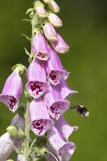 Buff tailed bumblebee (Bombus terrestris) adult bee insect flying towards a purple garden Foxglove (Digitalis purpure) flower in summer, England, United Kingdom