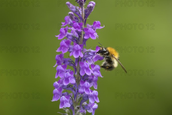 Common carder bumblebee (Bombus pascuorum) adult bee insect feeding on purple garden Toadflax flowers in summer, England, United Kingdom