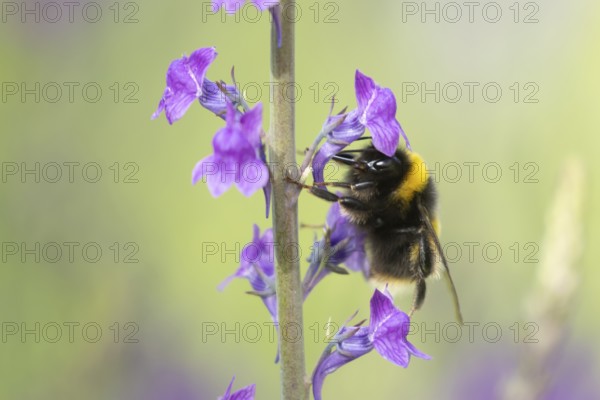 Buff tailed bumblebee (Bombus terrestris) adult bee insect feeding on purple garden Toadflax flowers in summer, England, United Kingdom