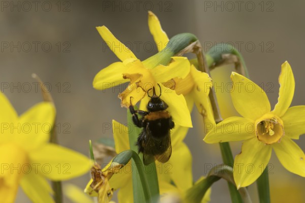 Buff tailed bumblebee (Bombus terrestris) adult bee insect feeding on garden yellow Daffodil or Narcissus flowers in spring, England, United Kingdom