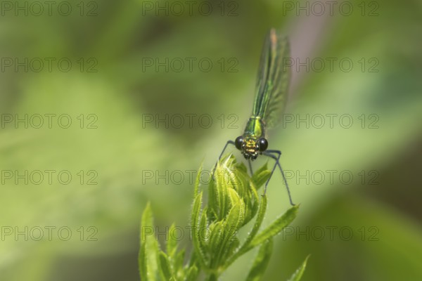 Banded demoiselle damselfly (Calopteryx splendens) adult female insect resting on a Cleaver plant leaf in summer, England, United Kingdom