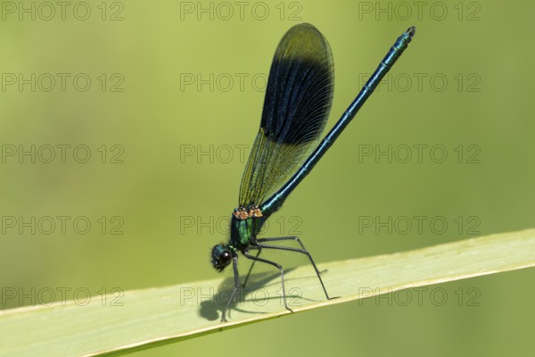 Banded demoiselle damselfly (Calopteryx splendens) adult male insect resting on a reed plant leaf in summer, England, United Kingdom