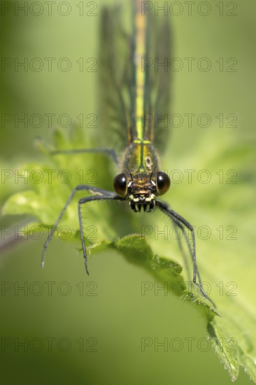 Banded demoiselle damselfly (Calopteryx splendens) adult female insect resting on a nettle plant leaf in summer, England, United Kingdom