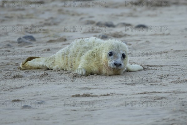 Atlantic grey seal (Halichoerus grypus) juvenile baby pup animal on a beach in winter, England, United Kingdom