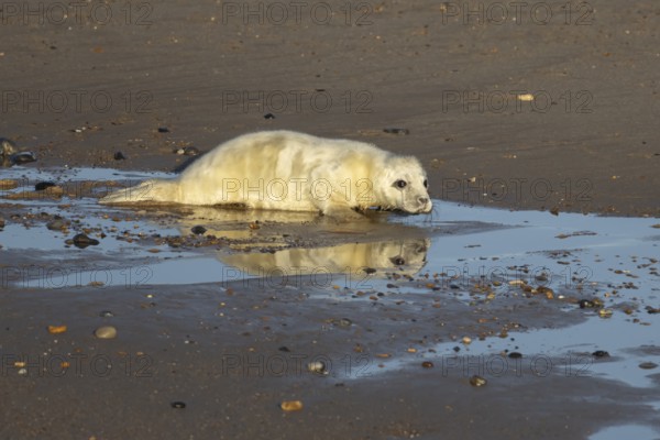 Atlantic grey seal (Halichoerus grypus) juvenile baby pup animal on a seaside beach in winter, England, United Kingdom