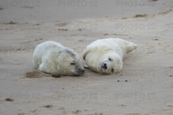 Atlantic grey seal (Halichoerus grypus) two juvenile baby pup animals sleeping on a beach in winter, England, United Kingdom