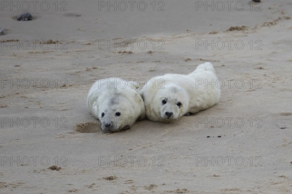 Atlantic grey seal (Halichoerus grypus) two juvenile baby pup animals resting on a beach in winter, England, United Kingdom