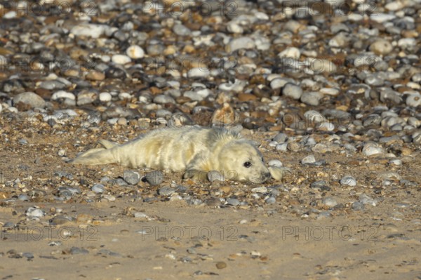 Atlantic grey seal (Halichoerus grypus) juvenile baby pup animal on a shingle beach in winter, England, United Kingdom