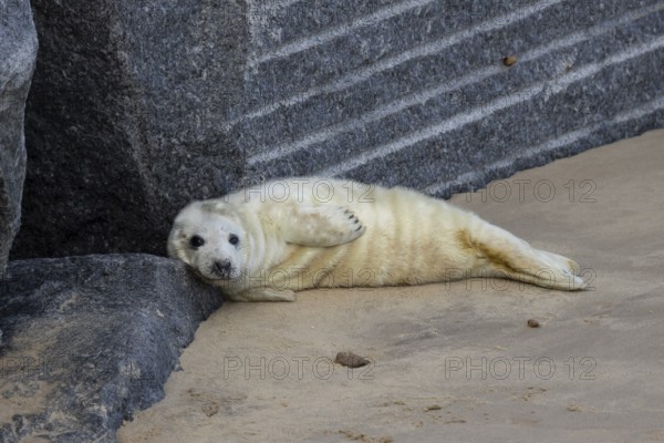 Atlantic grey seal (Halichoerus grypus) juvenile baby pup animal resting on a rock on a beach in winter, England, United Kingdom