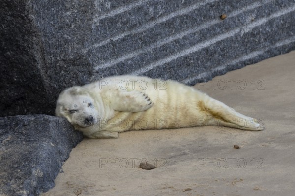 Atlantic grey seal (Halichoerus grypus) juvenile baby pup animal sleeping on a rock on a beach in winter, England, United Kingdom