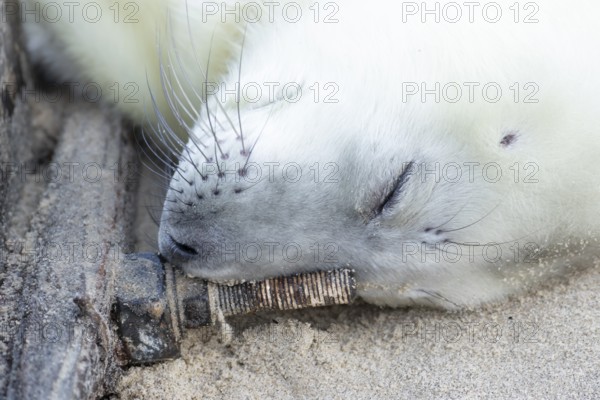 Atlantic grey seal (Halichoerus grypus) juvenile baby pup animal sleeping by a sea defence on a beach in winter, England, United Kingdom
