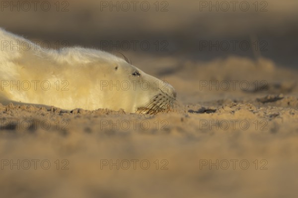 Atlantic grey seal (Halichoerus grypus) juvenile baby pup animal sleeping on sand on a beach in winter, England, United Kingdom