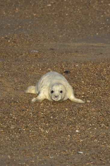 Atlantic grey seal (Halichoerus grypus) juvenile baby pup animal on a seaside beach in winter, England, United Kingdom