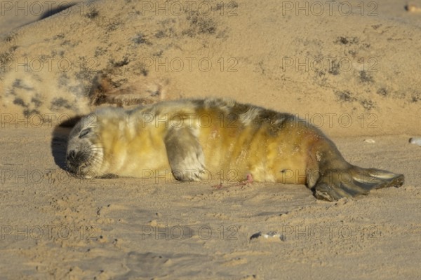 Atlantic grey seal (Halichoerus grypus) juvenile baby pup animal sleeping on a seaside beach next to its mother in winter, England, United Kingdom