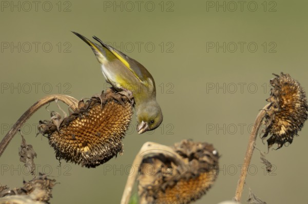 Greenfinch (Chloris chloris) adult male garden bird feeding on a sunflower plant seedhead in winter, England, United Kingdom
