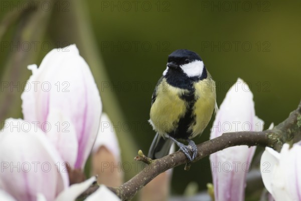 Great tit (Parus major) adult bird on garden Magnolia tree branch with blossom in spring, England, United Kingdom