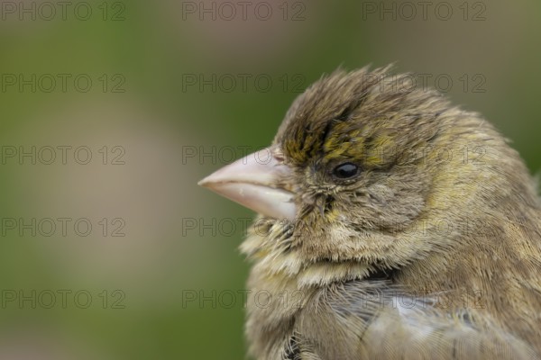 Greenfinch (Chloris chloris) adult female garden bird head portrait, England, United Kingdom