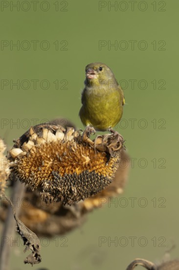 Greenfinch (Chloris chloris) adult male garden bird feeding on a sunflower plant seedhead in winter, England, United Kingdom