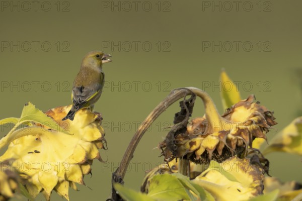 Greenfinch (Chloris chloris) adult male garden bird feeding on a sunflower plant seedhead in autumn, England, United Kingdom