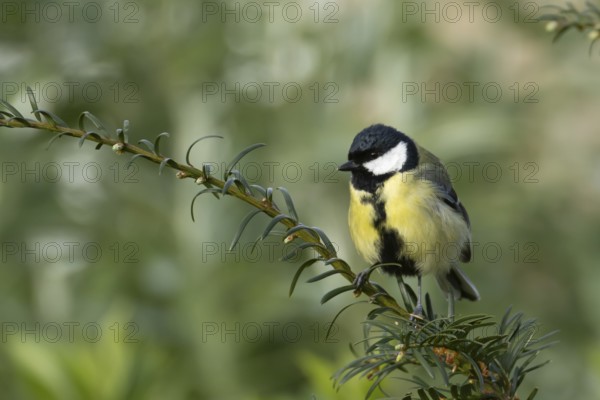 Great tit (Parus major) adult garden bird on a Yew tree branch, England, United Kingdom