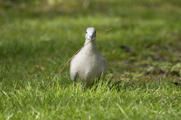 Collared dove (Streptopelia decaocto) adult bird carrying a tree stick in its beak for nesting material in spring, England, United Kingdom