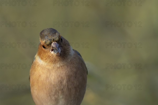 Eurasian chaffinch (Fringilla coelebs) adult male bird eating a sunflower seed in winter, England, United Kingdom