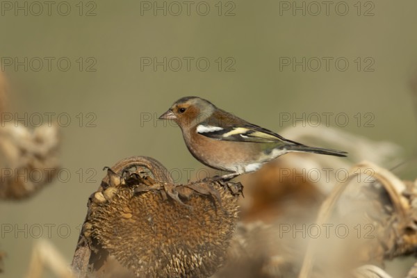 Eurasian chaffinch (Fringilla coelebs) adult male bird on a sunflower plant seedhead in winter, England, United Kingdom