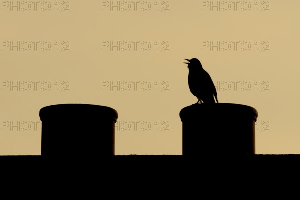 Eurasian blackbird (Turdus merula) silhouette of an adult male bird singing on an urban house chimney pot at sunset, England, United Kingdom