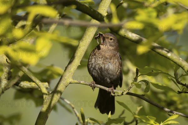 Eurasian blackbird (Turdus merula) adult female bird with worms in its beak for food in spring, England, United Kingdom