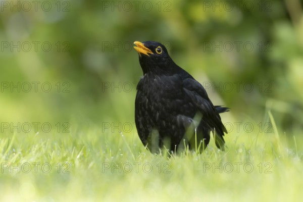 Eurasian blackbird (Turdus merula) adult male bird singing on a garden grass lawn, England, United Kingdom