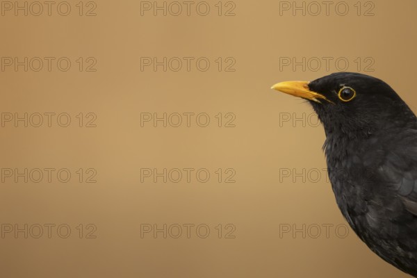Eurasian blackbird (Turdus merula) adult male garden bird head portrait, England, United Kingdom