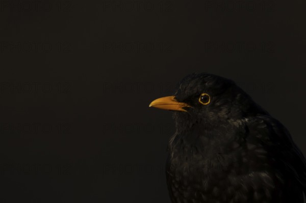 Eurasian blackbird (Turdus merula) adult male bird head portrait, England, United Kingdom