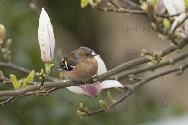 Eurasian chaffinch (Fringilla coelebs) adult male bird on garden Magnolia tree branch with blossom in spring, England, United Kingdom