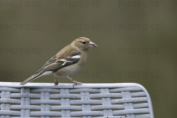 Eurasian chaffinch (Fringilla coelebs) adult female bird on a garden chair in winter, England, United Kingdom