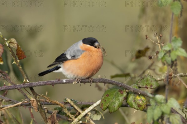 Eurasian bullfinch (Pyrrhula pyrrhula) adult male bird feeding on nettle seeds in a hedgerow in winter, England, United Kingdom