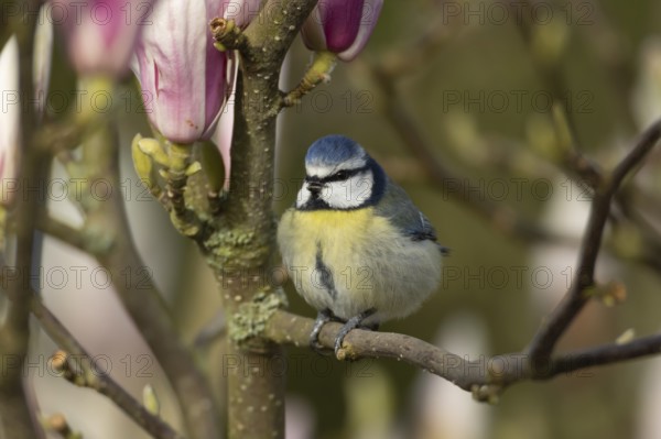 Blue tit (Cyanistes Caeruleus) adult bird singing on garden Magnolia tree branch with blossom in spring, England, United Kingdom