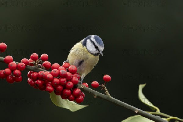 Blue tit (Cyanistes Caeruleus) adult bird on a garden Holly tree branch with red berries in winter, England, United Kingdom