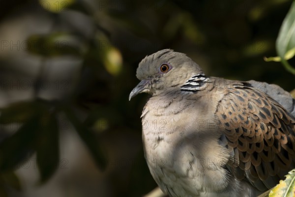 European turtle dove (Streptopelia turtur) adult bird in a tree, England, United Kingdom